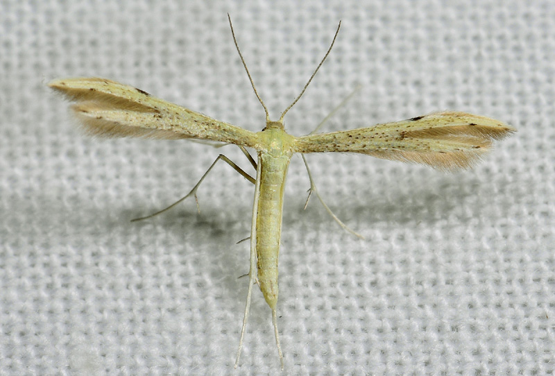 Adaina microdactyla  (Pterophoridae)